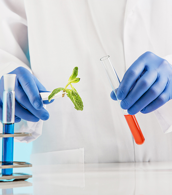 Plant sciences in lab. Experiments in a chemistry lab. conducting an experiment in the laboratory with human hands