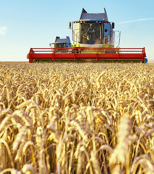 Combine harvester harvests ripe wheat. Ripe ears of gold field on the sunset cloudy orange sky background. Concept of a rich harvest. Agriculture image