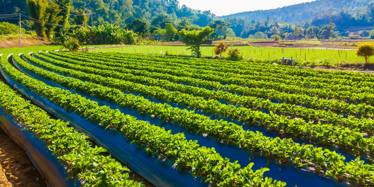 Les principes fondamentaux de l’agroécologie