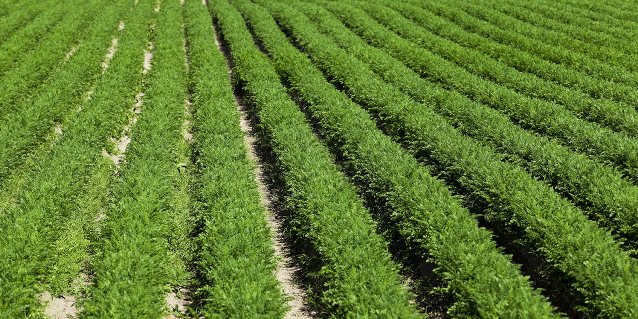 Comment maintenir son rendement agricole et cultiver sans pesticides de synthèse ?