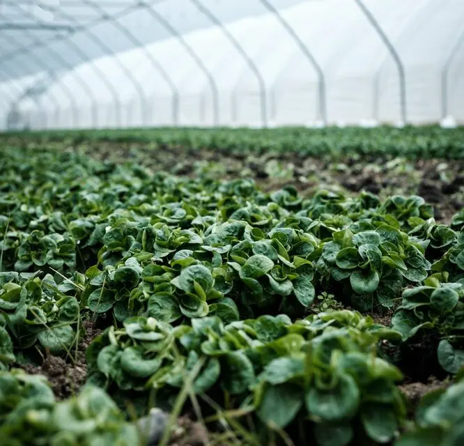 Certification d’agriculture Biologique en France